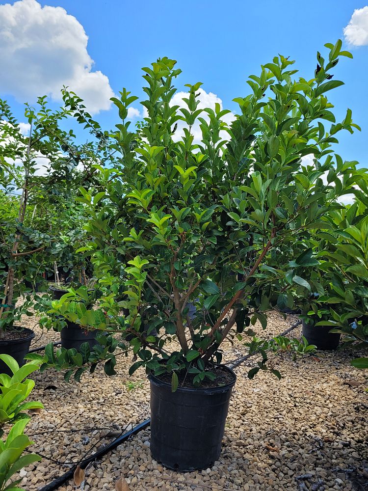 viburnum-odoratissimum-sweet-viburnum