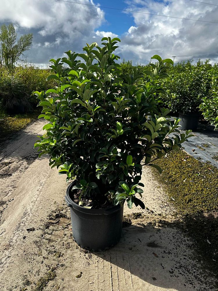 viburnum-odoratissimum-sweet-viburnum