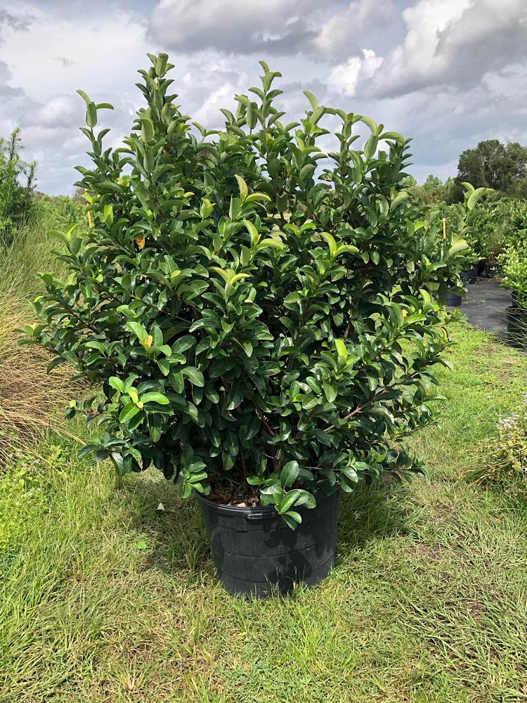 viburnum-odoratissimum-sweet-viburnum