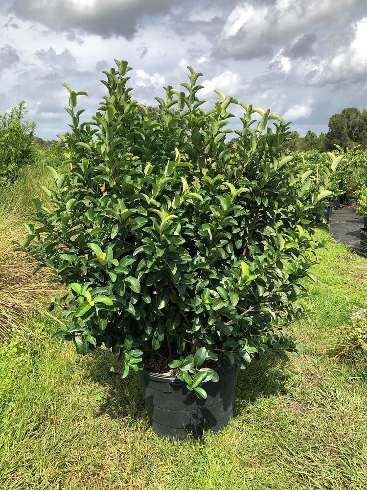 viburnum-odoratissimum-sweet-viburnum