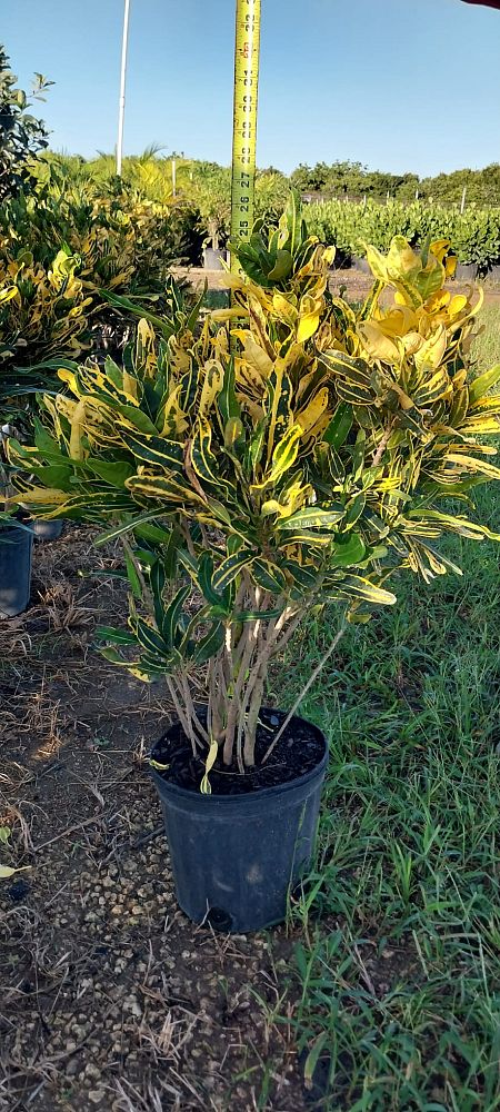viburnum-odoratissimum-sweet-viburnum