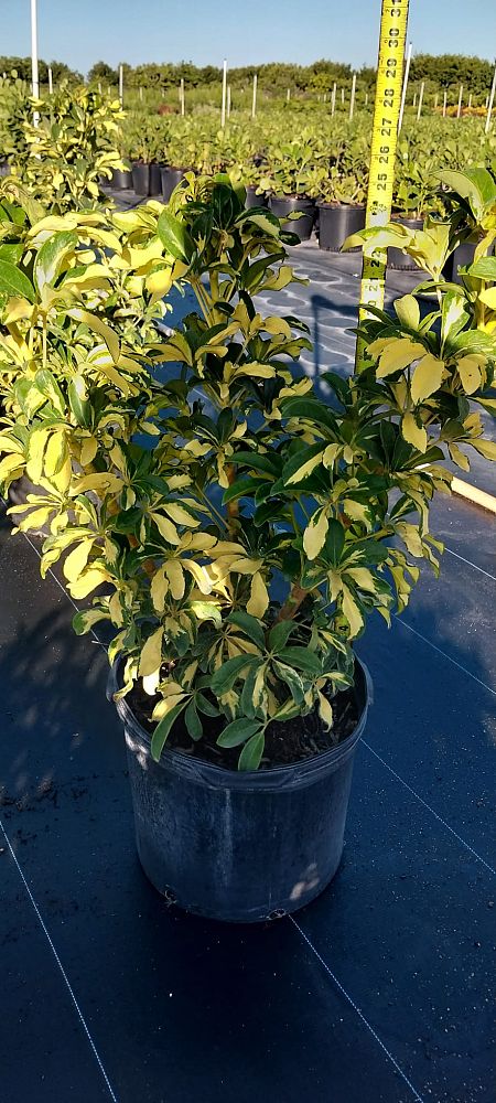 viburnum-odoratissimum-sweet-viburnum