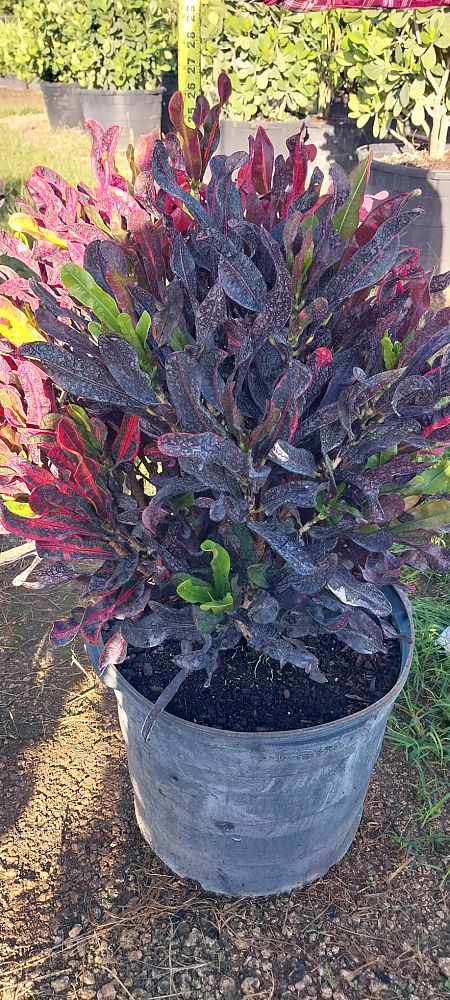 viburnum-odoratissimum-sweet-viburnum