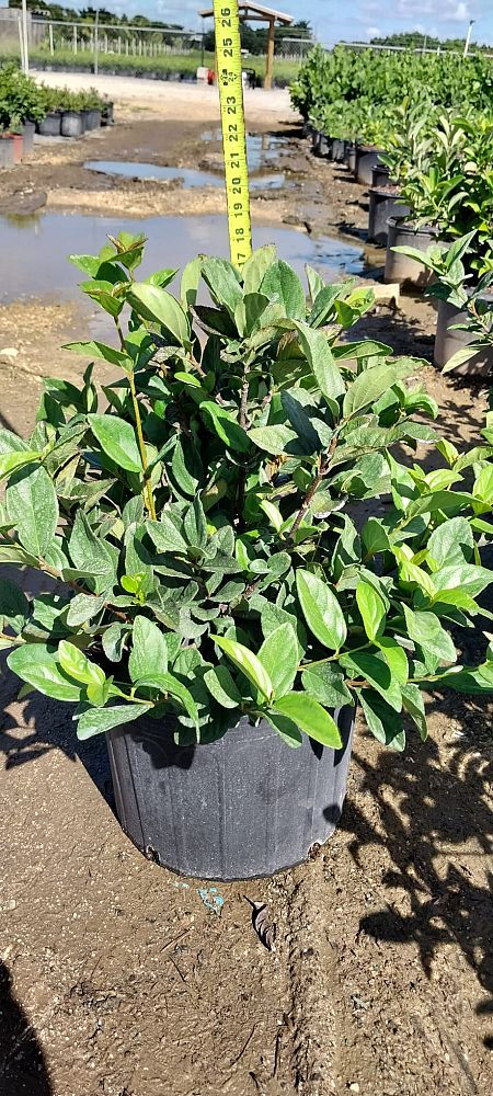 viburnum-odoratissimum-sweet-viburnum