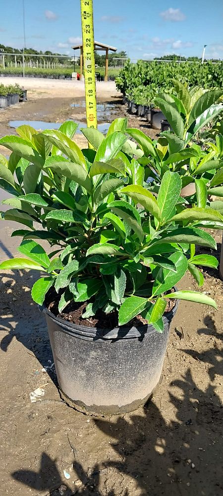 viburnum-odoratissimum-sweet-viburnum
