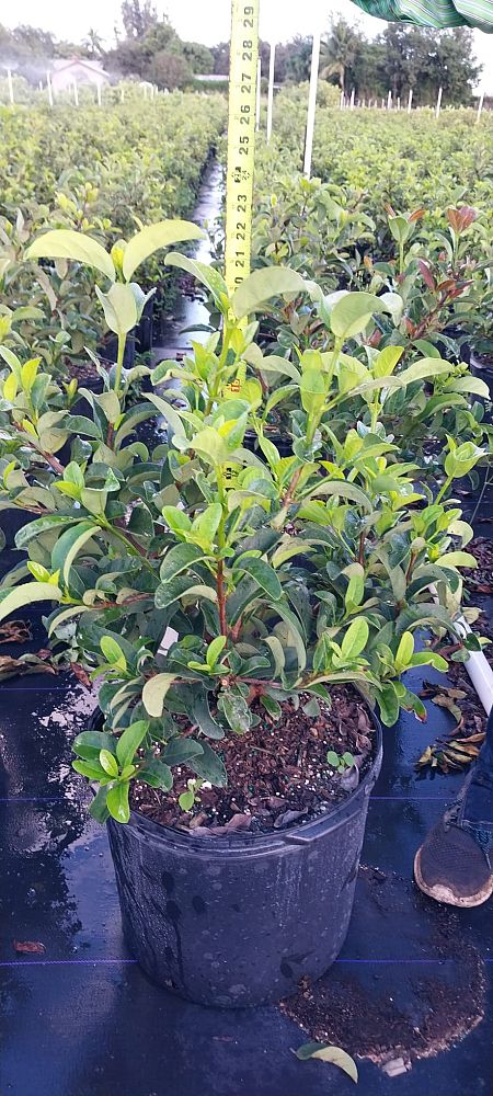 viburnum-odoratissimum-sweet-viburnum