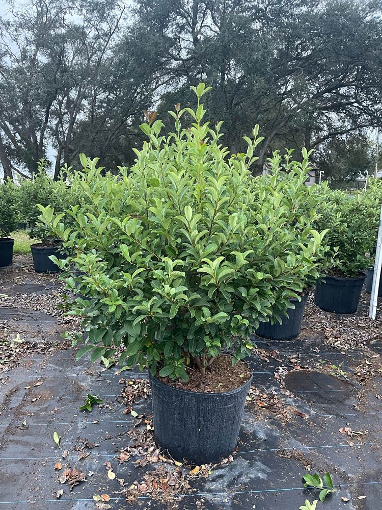 viburnum-odoratissimum-sweet-viburnum