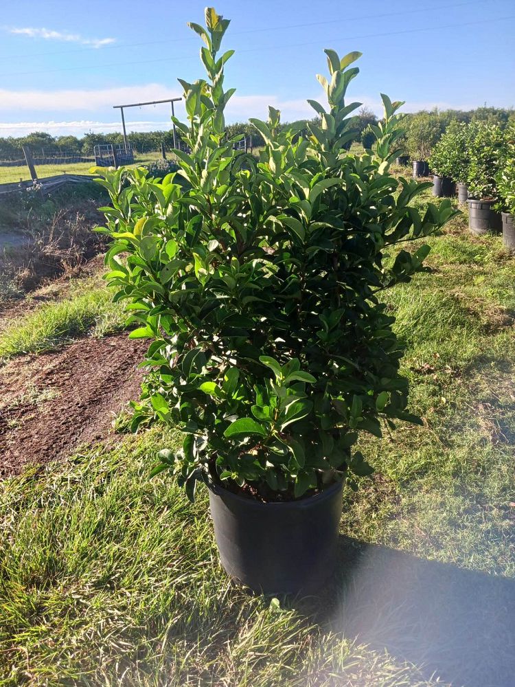 viburnum-odoratissimum-sweet-viburnum