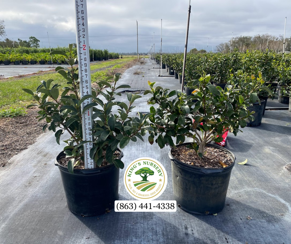 viburnum-odoratissimum-sweet-viburnum