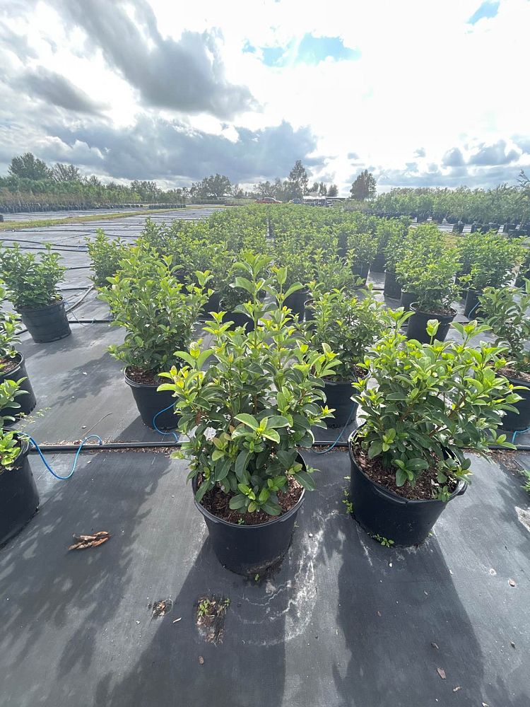 viburnum-odoratissimum-sweet-viburnum
