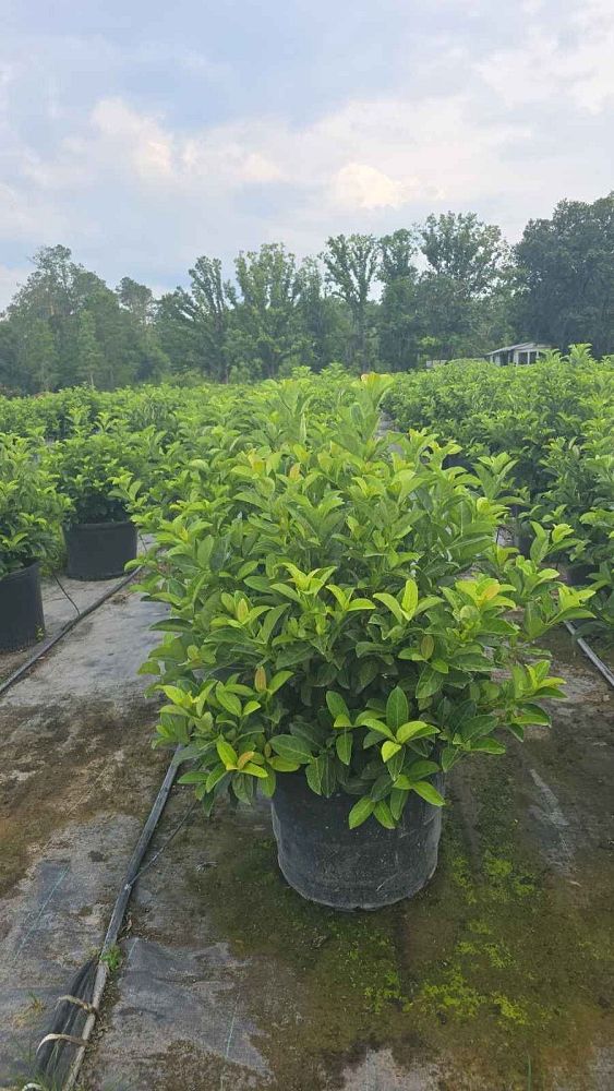 viburnum-odoratissimum-sweet-viburnum