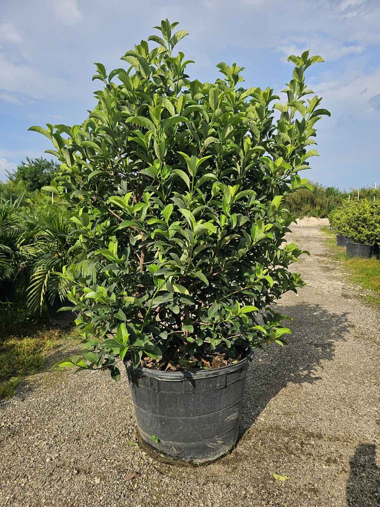 viburnum-odoratissimum-sweet-viburnum