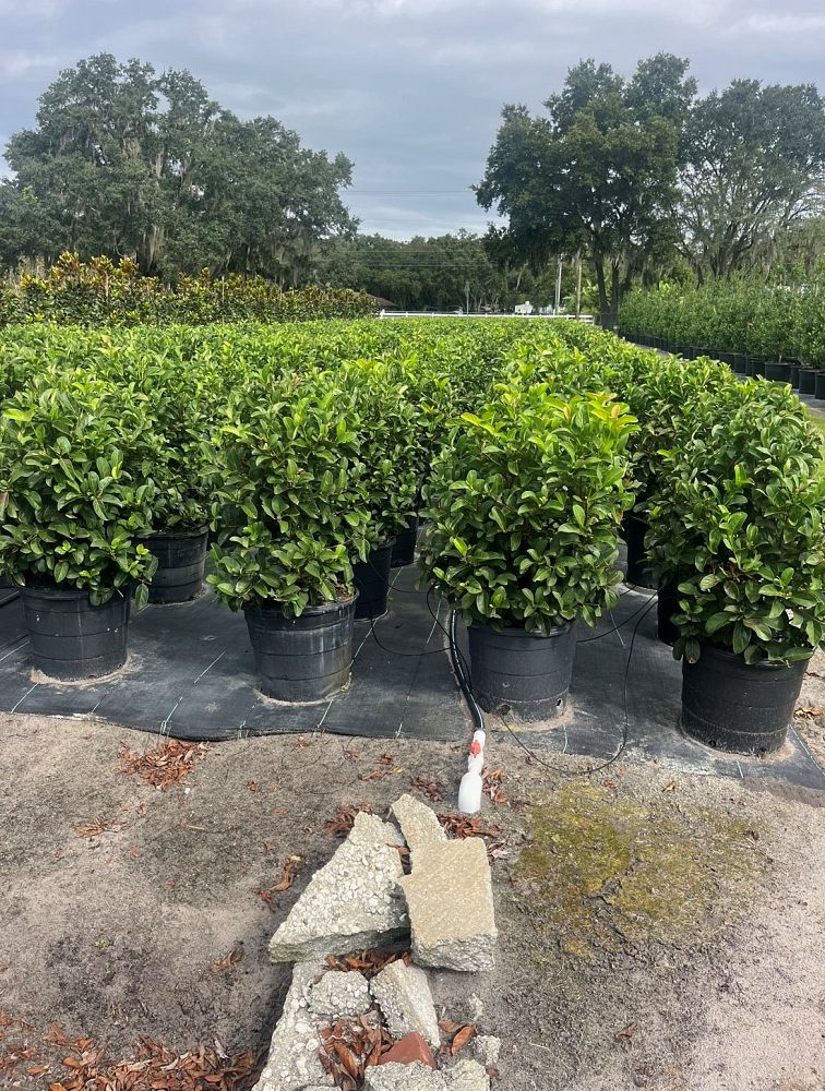 viburnum-odoratissimum-sweet-viburnum