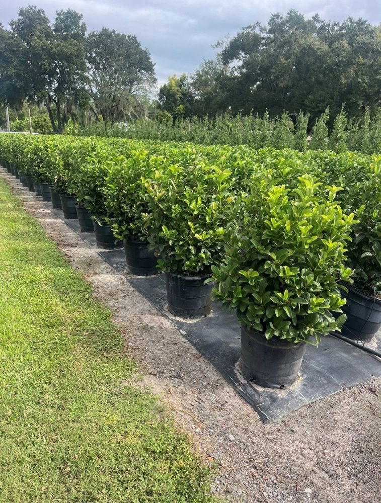 viburnum-odoratissimum-sweet-viburnum
