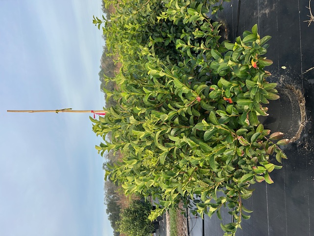 viburnum-odoratissimum-sweet-viburnum