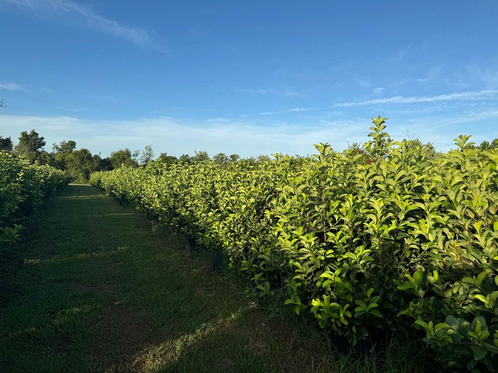 viburnum-odoratissimum-sweet-viburnum