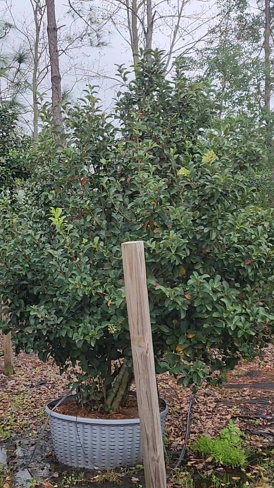 viburnum-odoratissimum-sweet-viburnum