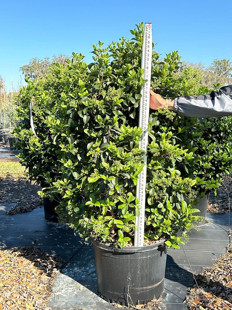 viburnum-odoratissimum-sweet-viburnum