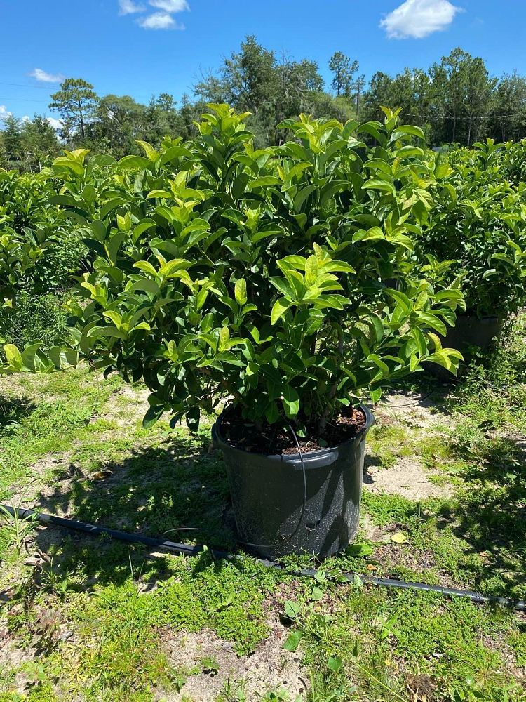 viburnum-odoratissimum-sweet-viburnum