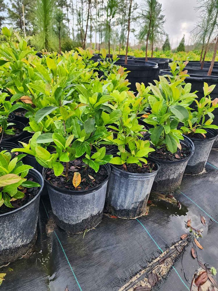viburnum-odoratissimum-sweet-viburnum
