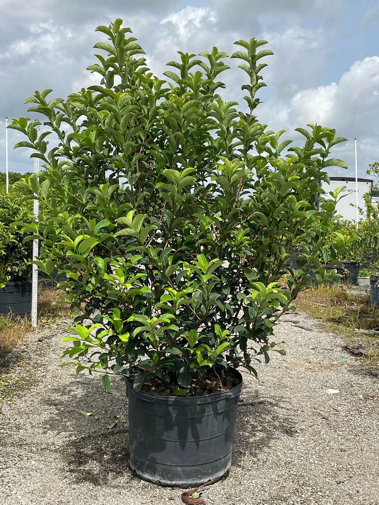 viburnum-odoratissimum-sweet-viburnum