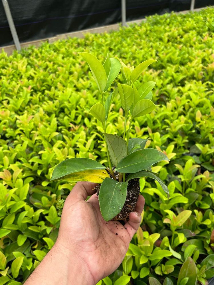 viburnum-odoratissimum-sweet-viburnum