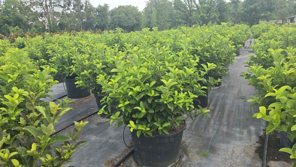 viburnum-odoratissimum-sweet-viburnum