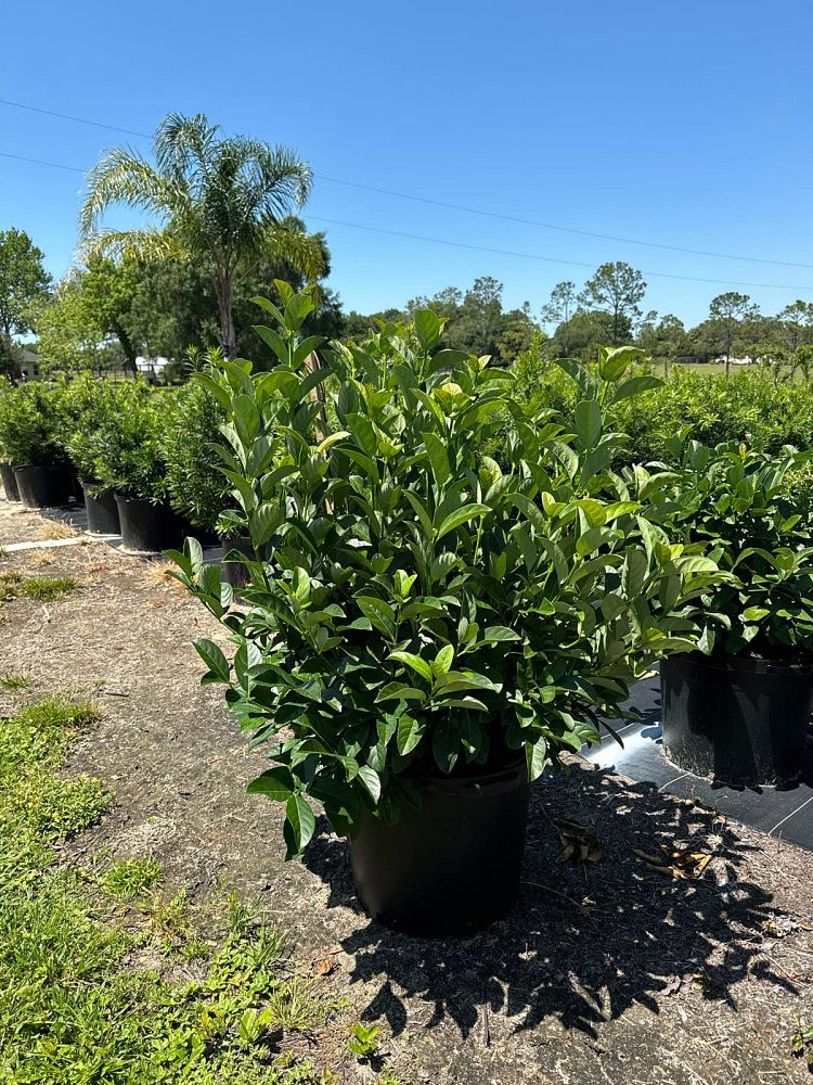 viburnum-odoratissimum-sweet-viburnum