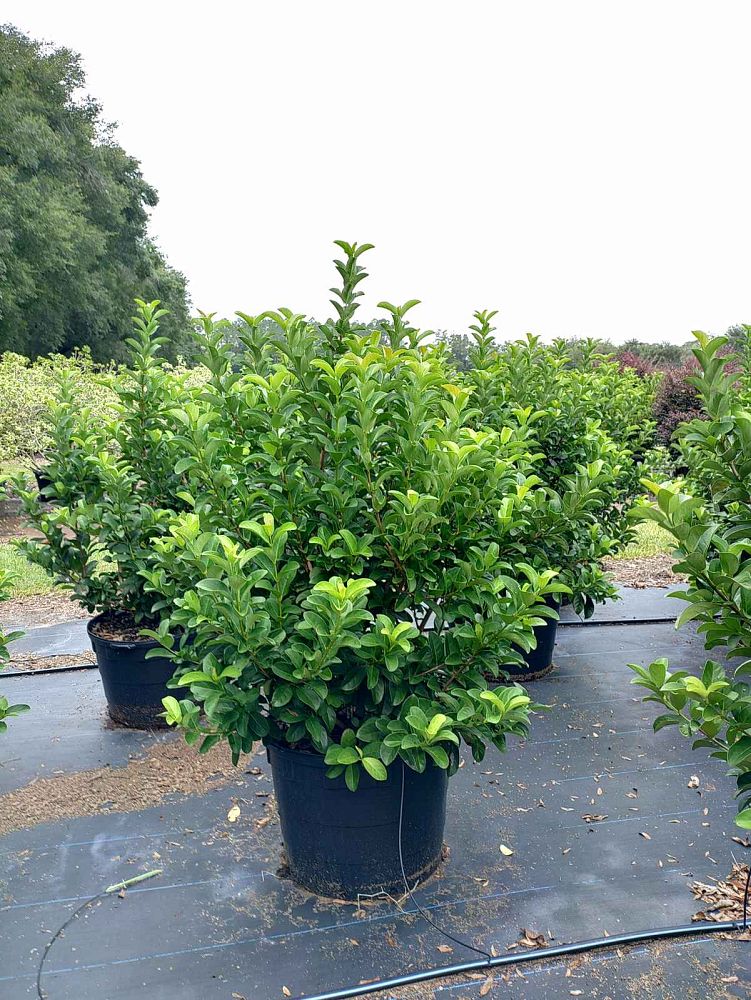 viburnum-odoratissimum-sweet-viburnum