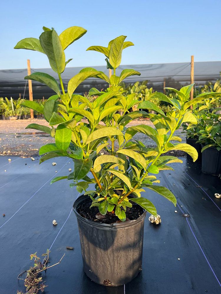 viburnum-odoratissimum-sweet-viburnum