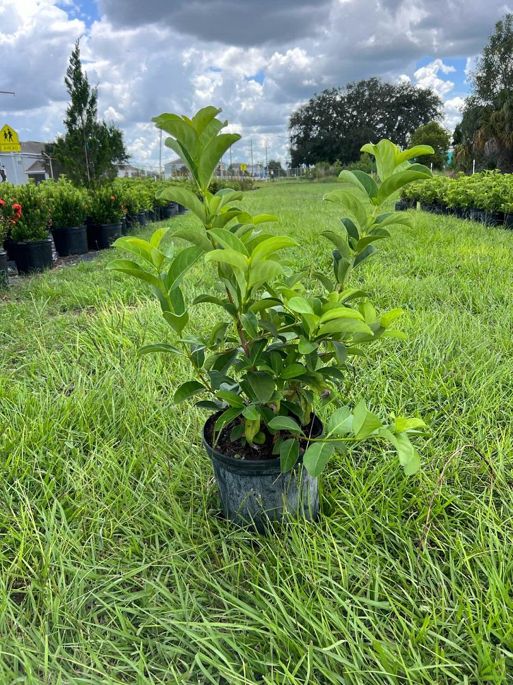 viburnum-odoratissimum-sweet-viburnum