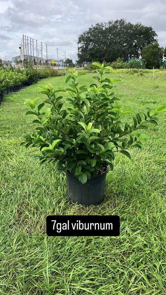 viburnum-odoratissimum-sweet-viburnum