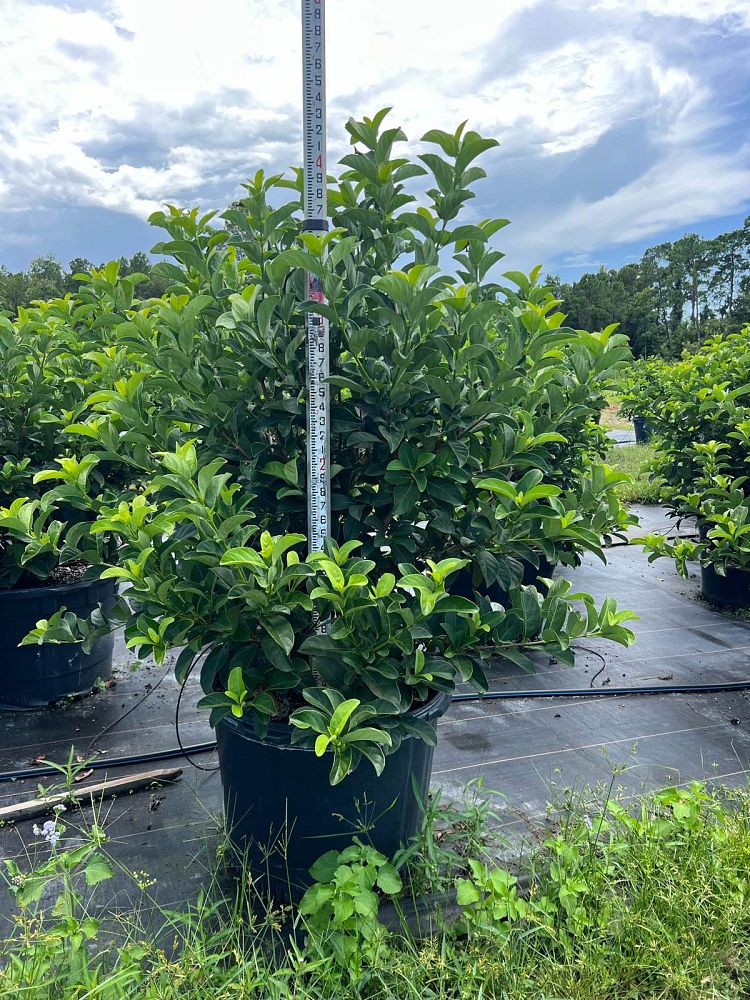 viburnum-odoratissimum-sweet-viburnum