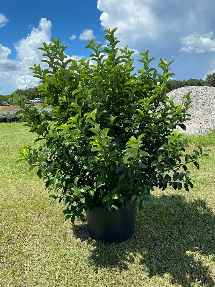 viburnum-odoratissimum-sweet-viburnum