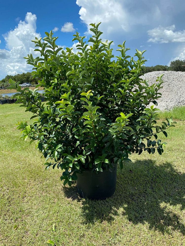 viburnum-odoratissimum-sweet-viburnum