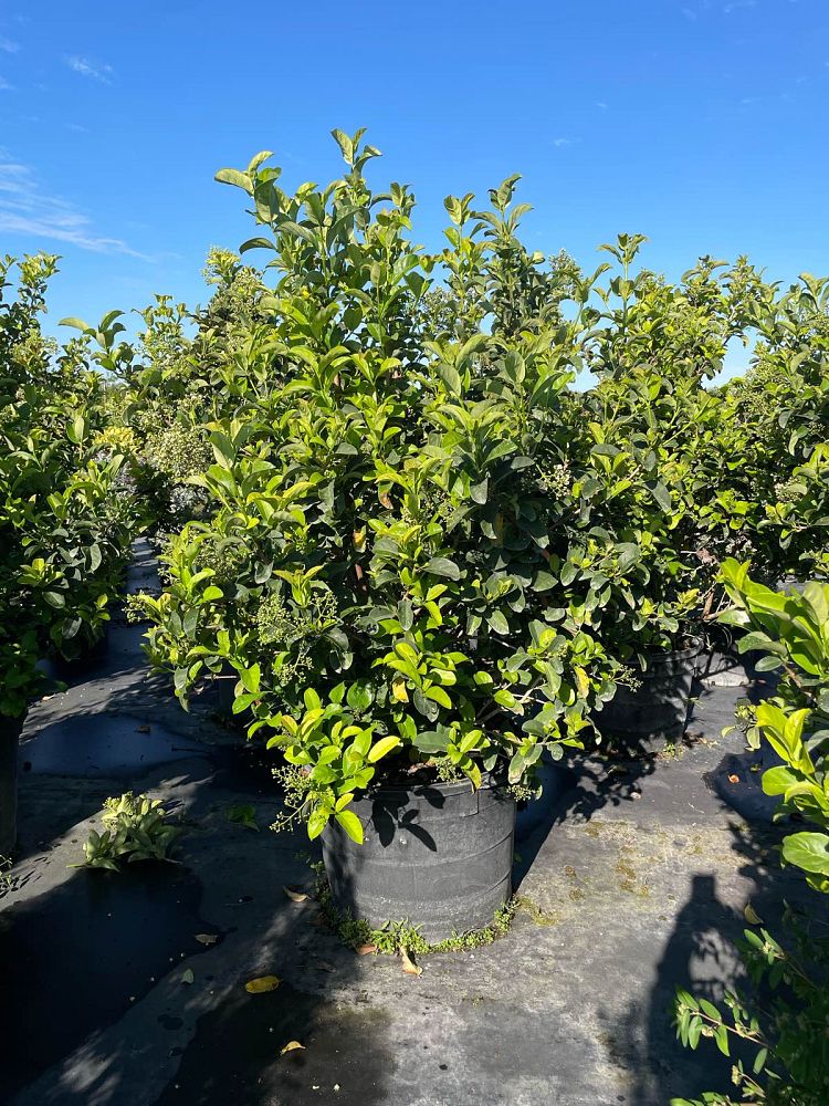 viburnum-odoratissimum-sweet-viburnum
