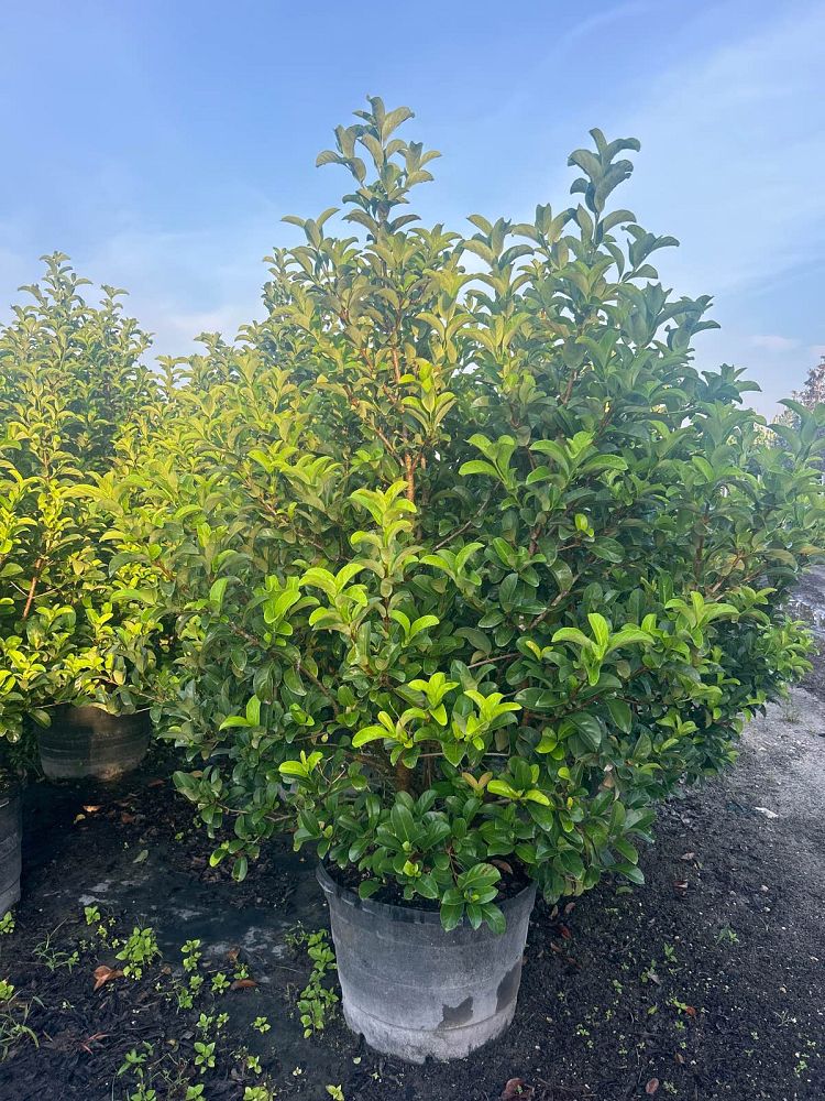 viburnum-odoratissimum-sweet-viburnum