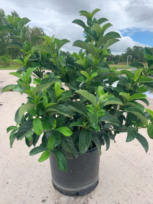 viburnum-odoratissimum-sweet-viburnum