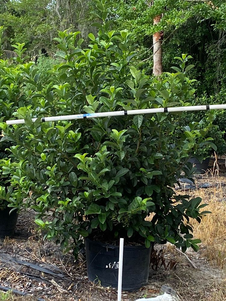 viburnum-odoratissimum-sweet-viburnum