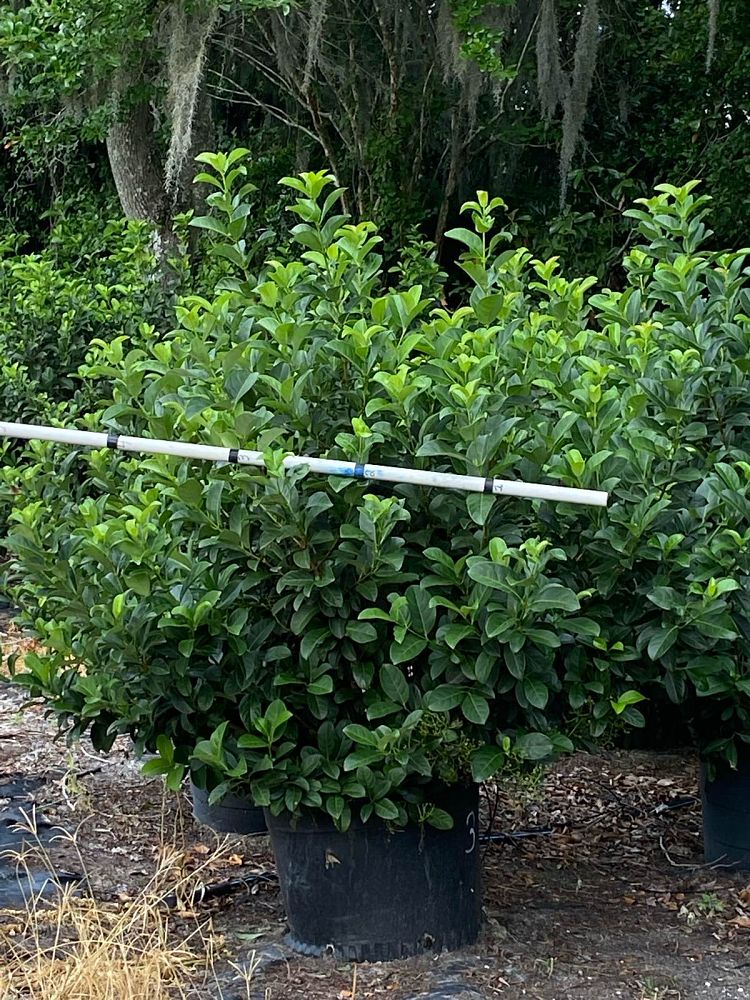 viburnum-odoratissimum-sweet-viburnum