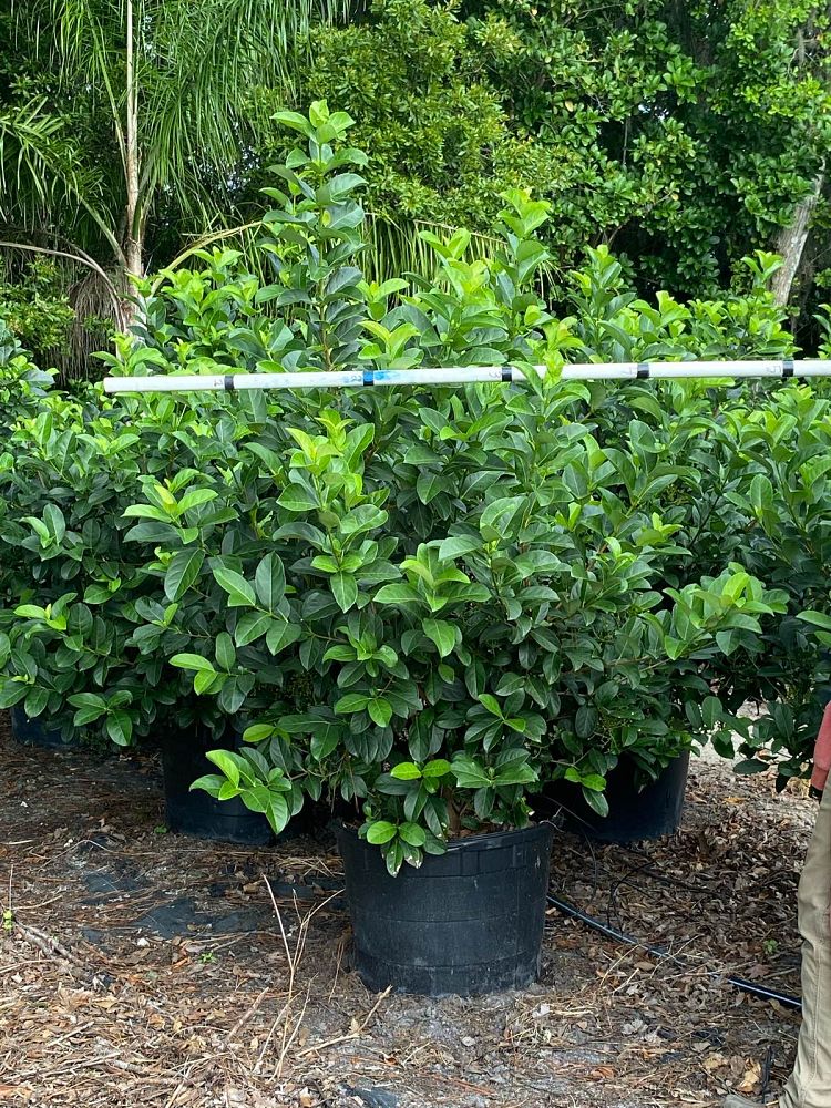 viburnum-odoratissimum-sweet-viburnum