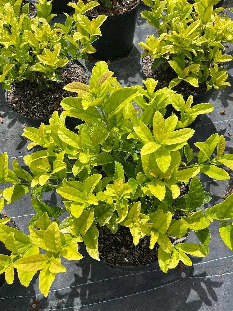 viburnum-odoratissimum-sweet-viburnum