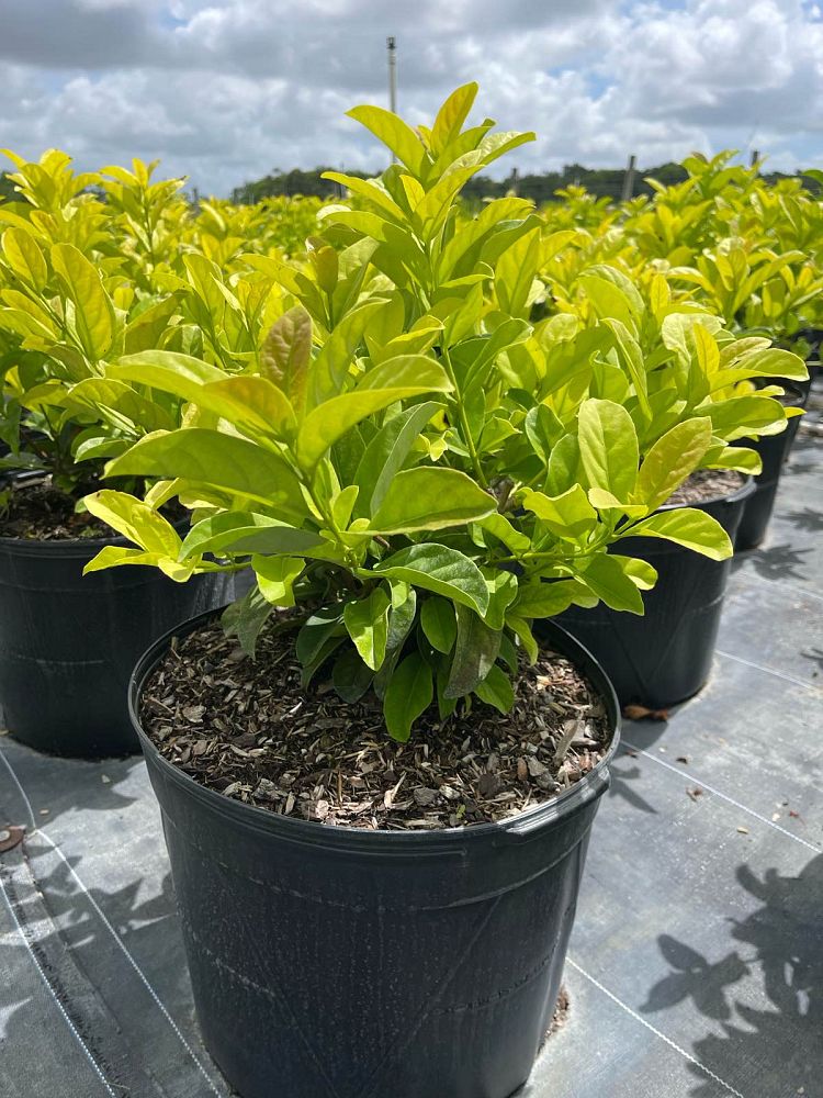 viburnum-odoratissimum-sweet-viburnum