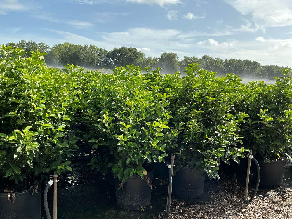 viburnum-odoratissimum-sweet-viburnum