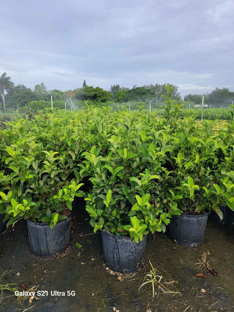 viburnum-odoratissimum-sweet-viburnum