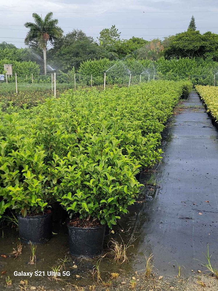 viburnum-odoratissimum-sweet-viburnum