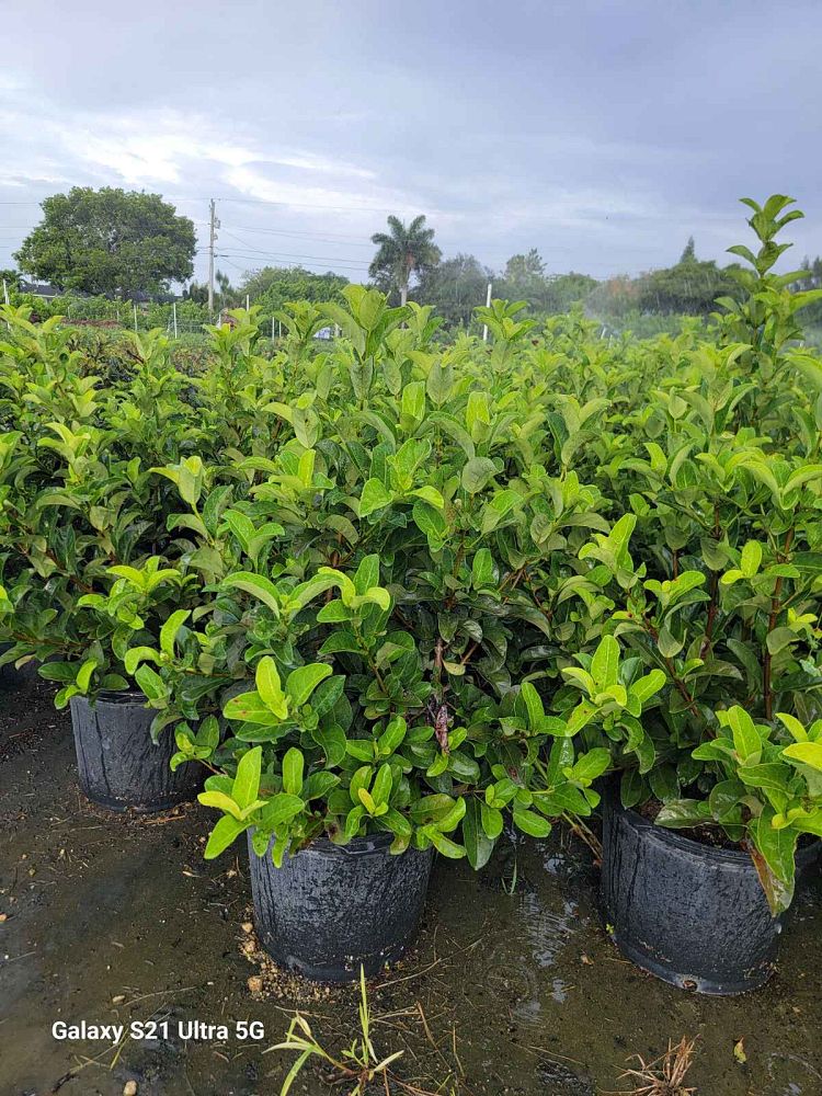 viburnum-odoratissimum-sweet-viburnum