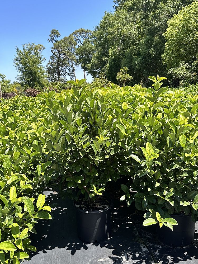 viburnum-odoratissimum-sweet-viburnum