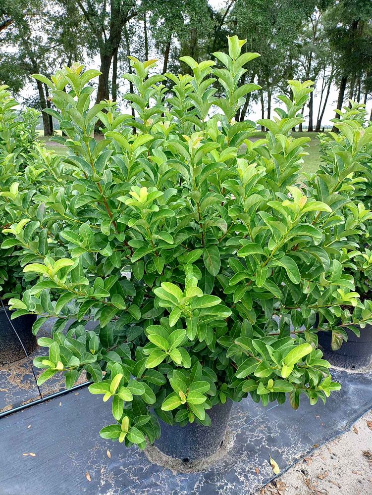 viburnum-odoratissimum-sweet-viburnum
