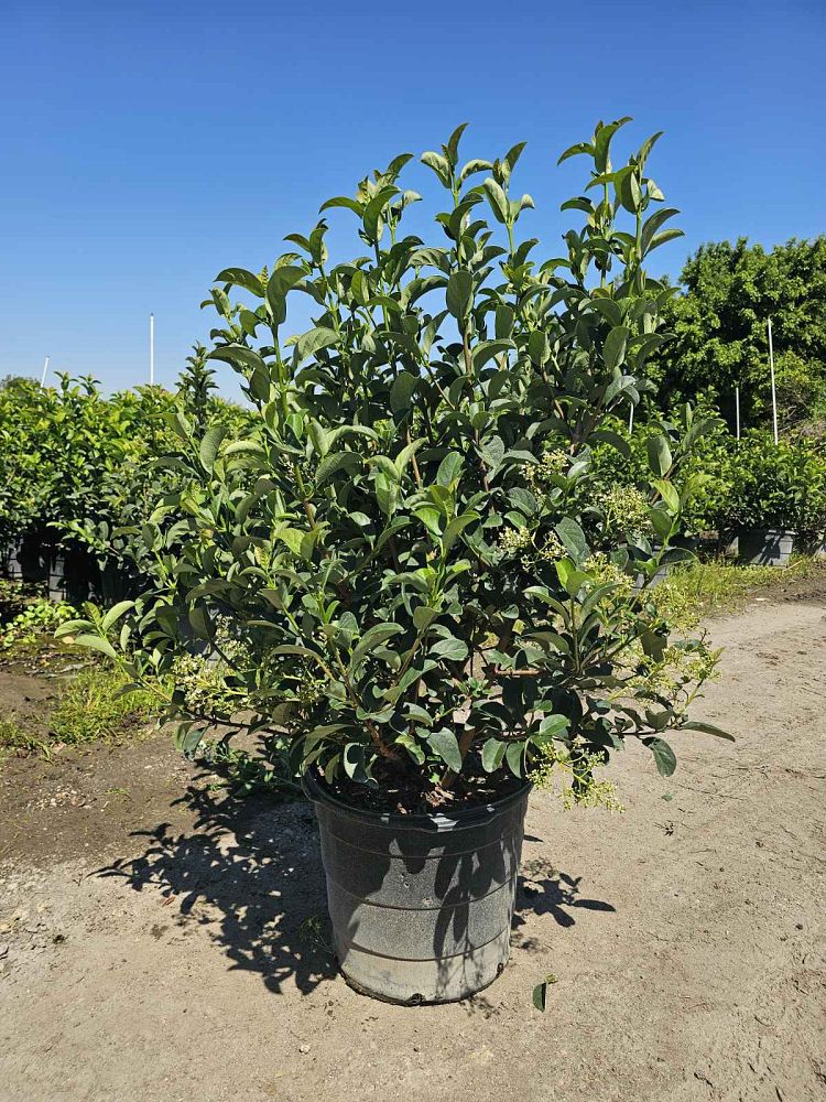 viburnum-odoratissimum-sweet-viburnum